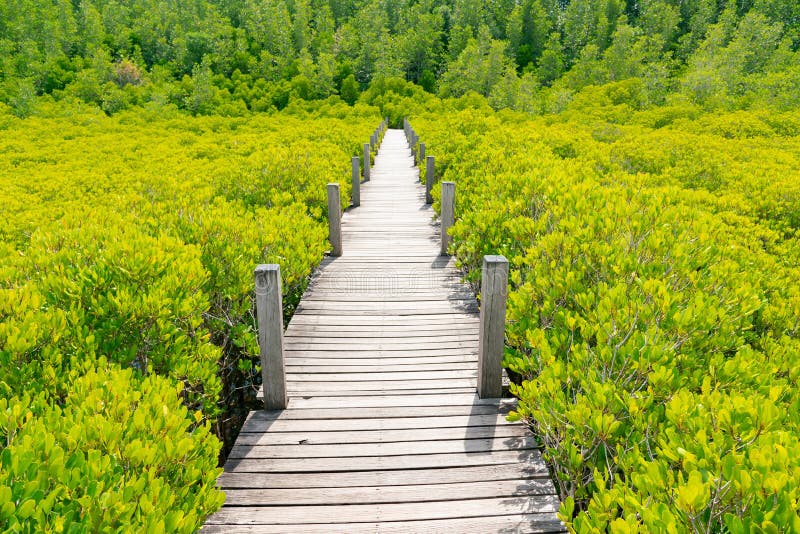 Houten het lopen weg over groene mangrove royalty-vrije stock foto's Houten het lopen weg over groene mangrove royalty-vrije stock foto's