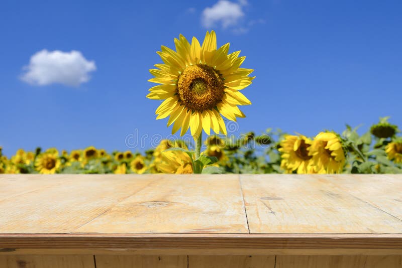 Houten lijstbovenkant op onduidelijk beeldgebied van bloeiende zonnebloemen royalty-vrije stock foto Houten lijstbovenkant op onduidelijk beeldgebied van bloeiende zonnebloemen royalty-vrije stock foto