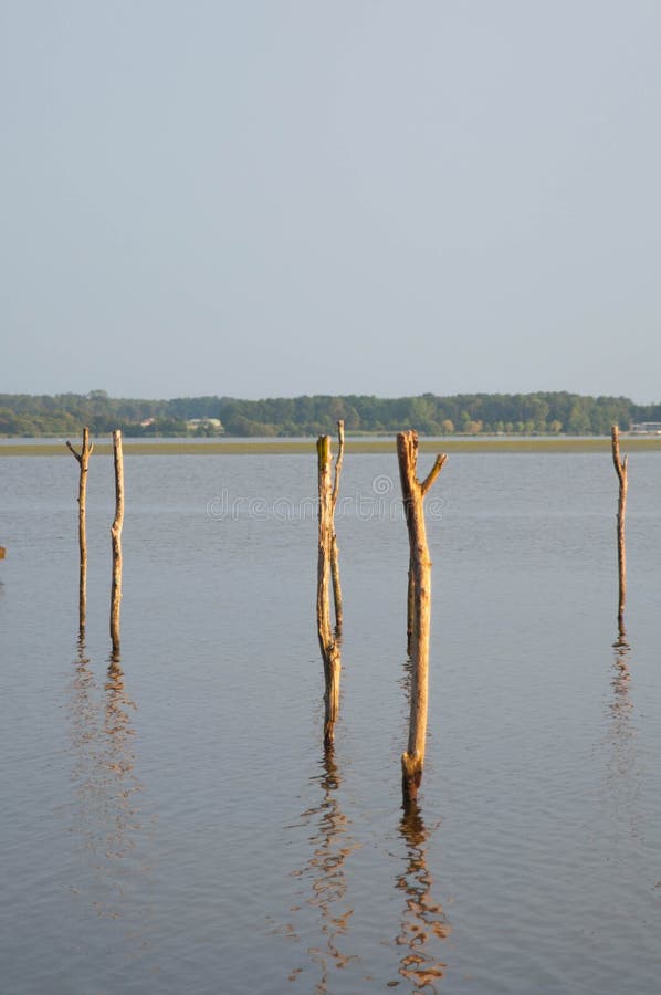 Houten pijler en boom in het Soustons-meer, de Landes stock afbeelding Houten pijler en boom in het Soustons-meer, de Landes stock afbeelding