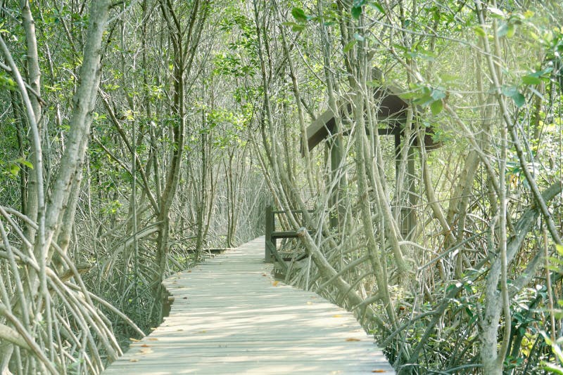 Houten wandelpad met paviljoen voor rust in mangrovebossen, conservatieve omgeving royalty-vrije stock afbeelding Houten wandelpad met paviljoen voor rust in mangrovebossen, conservatieve omgeving royalty-vrije stock afbeelding