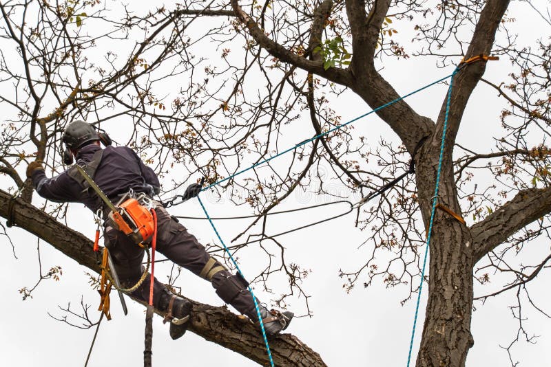 Houthakker met zaag en uitrusting die een boom snoeien Arborist het werk aangaande oude okkernootboom