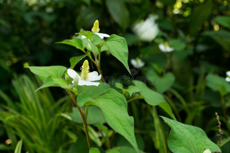 Houttuynia cordata stock image. Image of flowers, erythema 93864667
