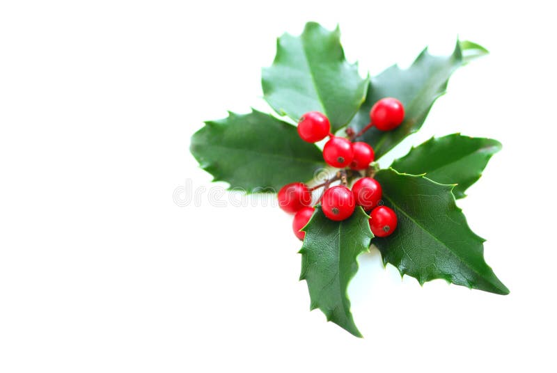 Houx de Noël image stock Houx de Noël image stock