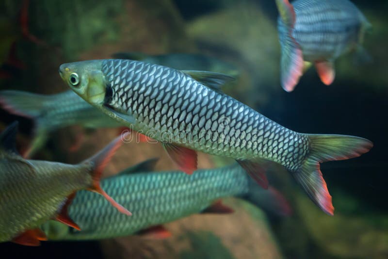 Hoven S Carp (Leptobarbus Hoevenii). Stock Photo - Image of borneo ...