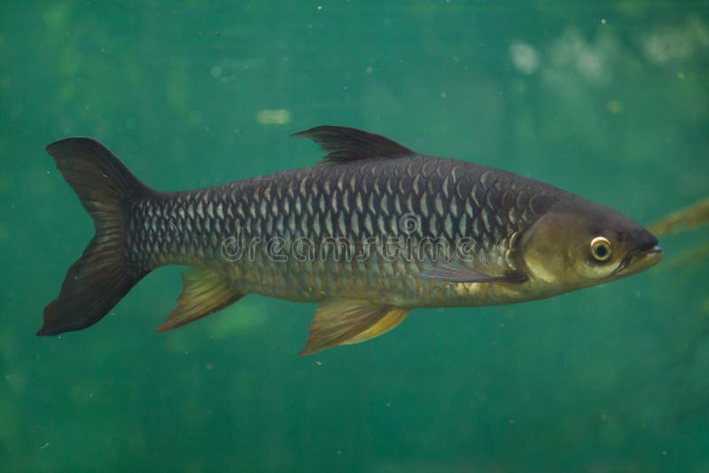 Hoven`s Carp Leptobarbus Hoevenii Stock Photo - Image of carp, fauna ...