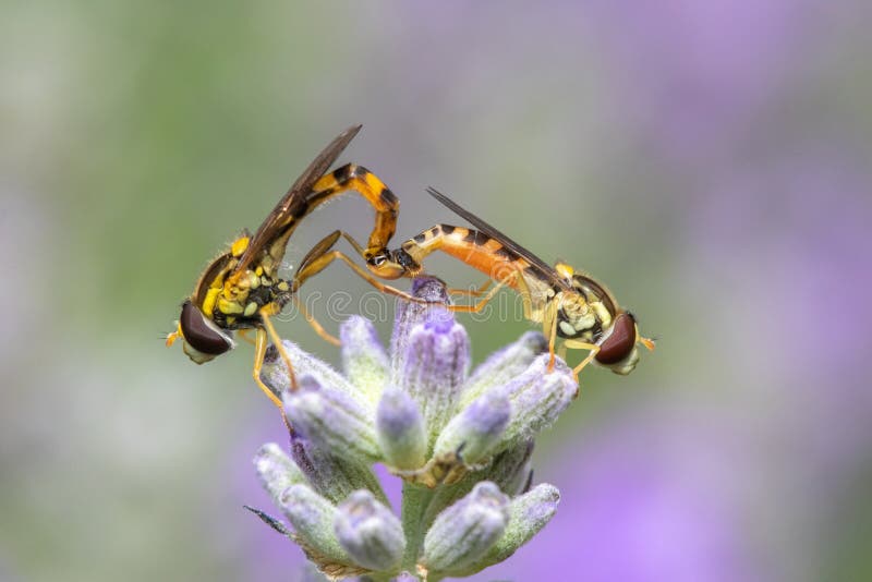 Hoverflies mating on Lavender `Ashdown Forest` Lavandula angustifolia royalty free stock image
