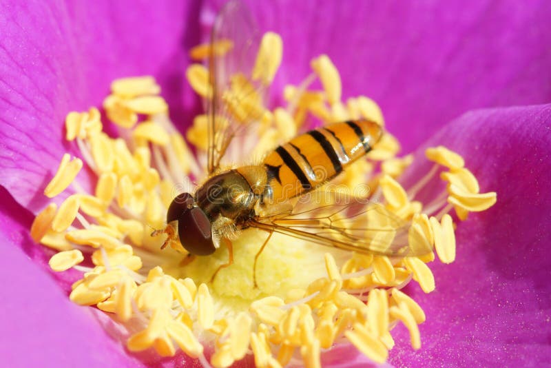 Hoverfly