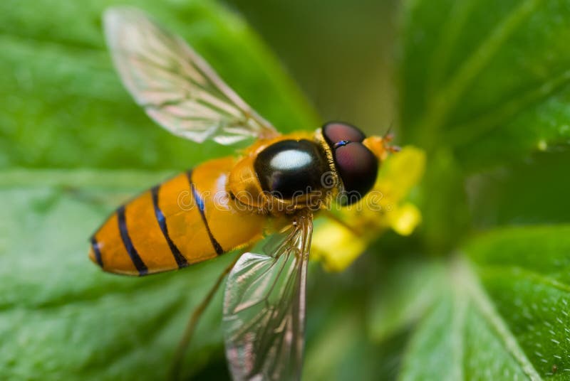 Hoverfly stock photos