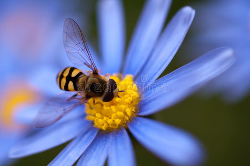 Hoverfly on blue daisy