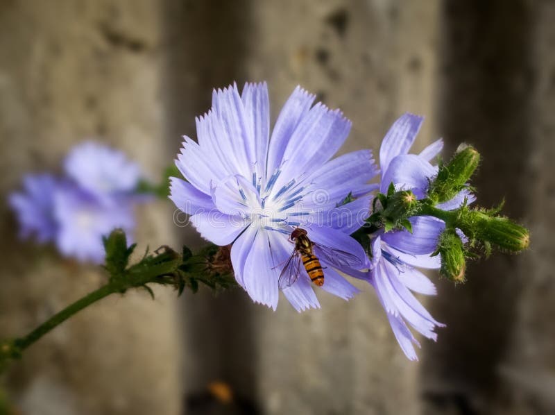 Hoverfly na modrý květ muscari. Slovensko