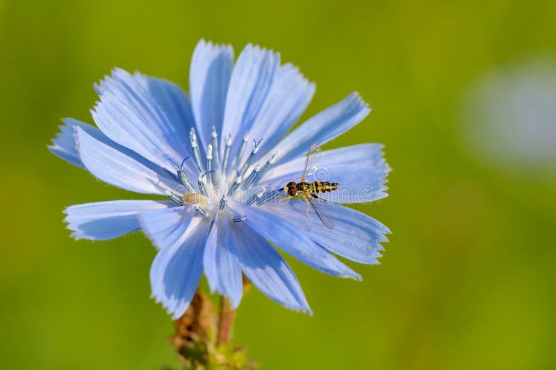 Hoverfly on chicory