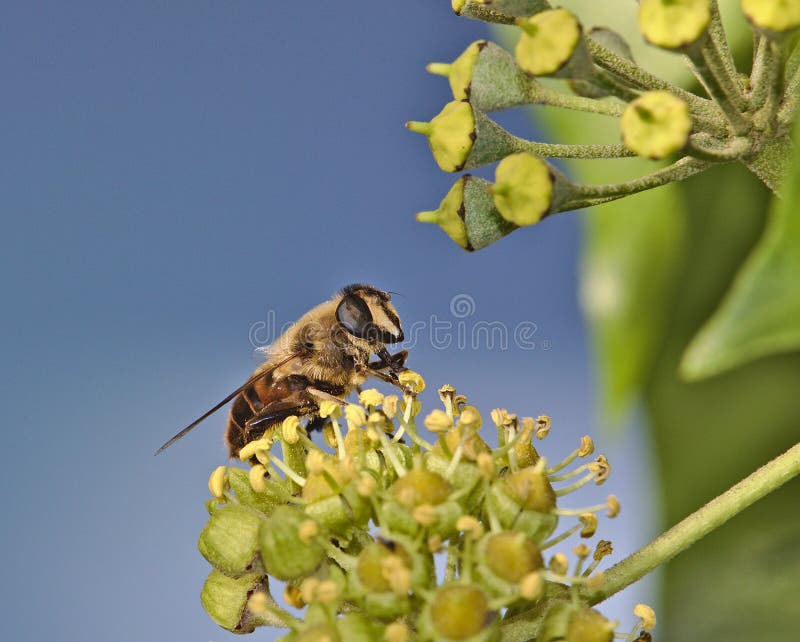 Hoverfly en un flor de la hiedra imagenes de archivo Hoverfly en un flor de la hiedra imagenes de archivo