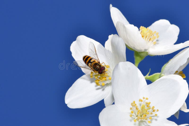 Hoverfly on flower