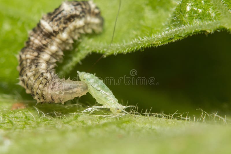 A macro image of a Hoverfly larva consuming a green aphid. The adult Hoverfly is a Syrphid fly which a pollinator and  the larva reduces the aphid population so both are friends of the gardener