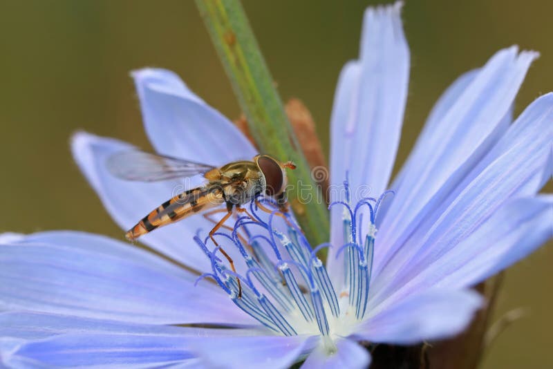Hoverfly sits on a blue chicory flower. royalty free stock images