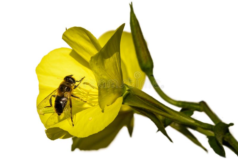 Fly Rubbing Its Legs Flower Stock Photos Free & RoyaltyFree Stock