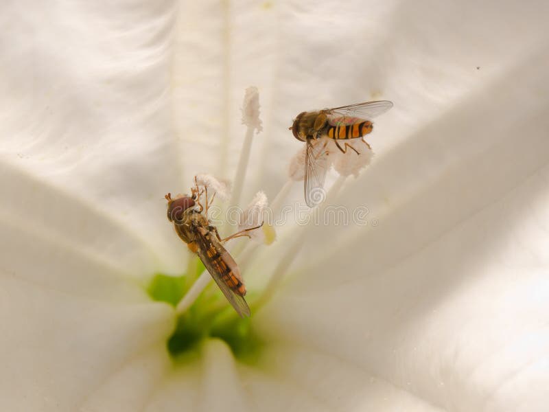 Hoverfly (Syrphidae) on Trumpet Flower Stock Photo Image of hover