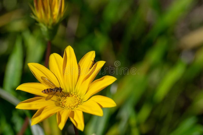 Hoverfly, también conocido como mosca de la flor, o el syrphid vuela, recogiendo el polen del néctar de una flor amarilla fotos de archivo libres de regalías Hoverfly, también conocido como mosca de la flor, o el syrphid vuela, recogiendo el polen del néctar de una flor amarilla fotos de archivo libres de regalías