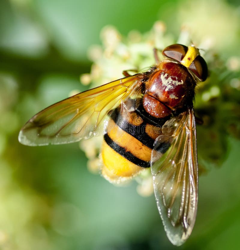 hoverfly大黄蜂仿造物 图库摄影 hoverfly大黄蜂仿造物 图库摄影