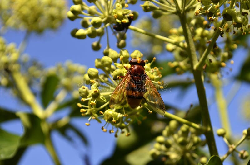 hoverfly大黄蜂仿造物volucella zonaria 免版税库存图片 hoverfly大黄蜂仿造物volucella zonaria 免版税库存图片