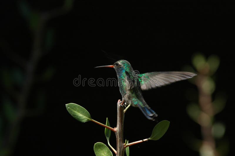 Hovering Hummingbird landing