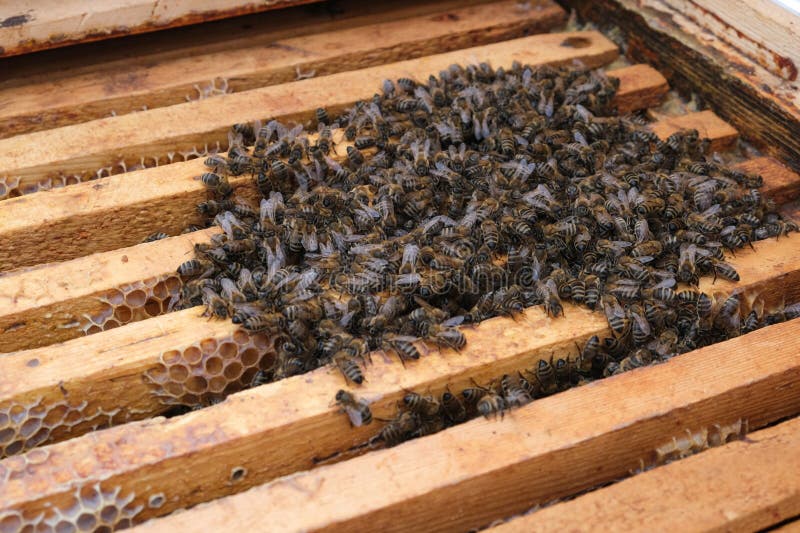 How Bees Winter in the Hive. Overview of Bee Hive in Winter. Wintering