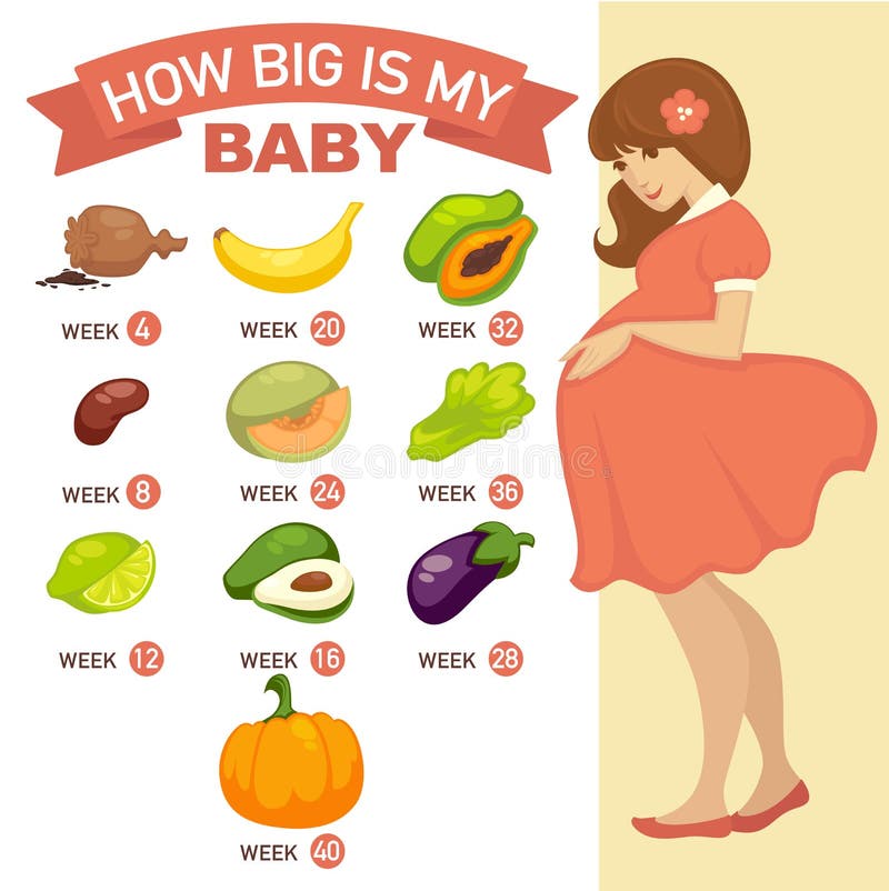 How big is my baby. Pregnant infographic