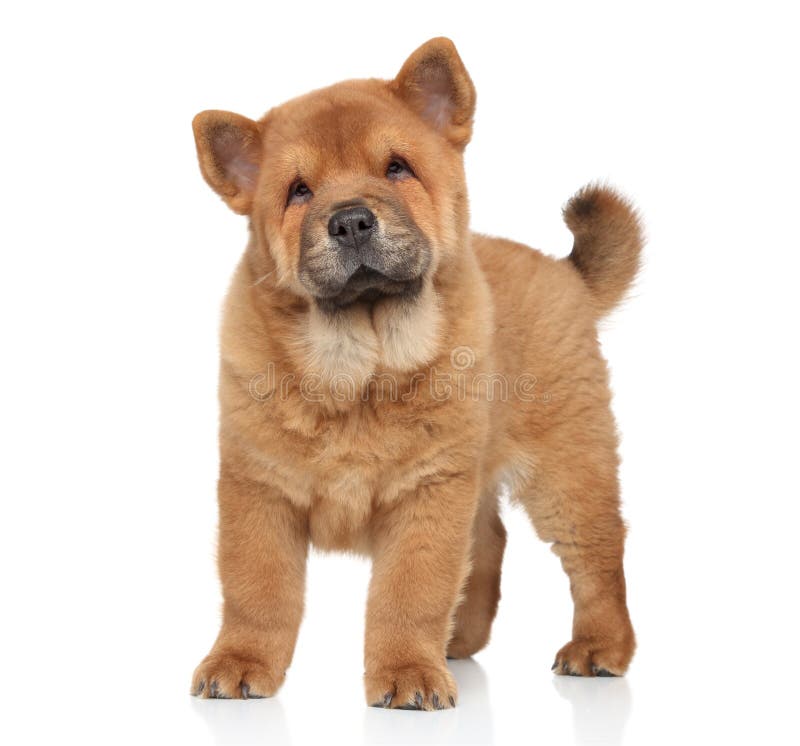 Сhow Chow puppy portrait stock image. Image of young