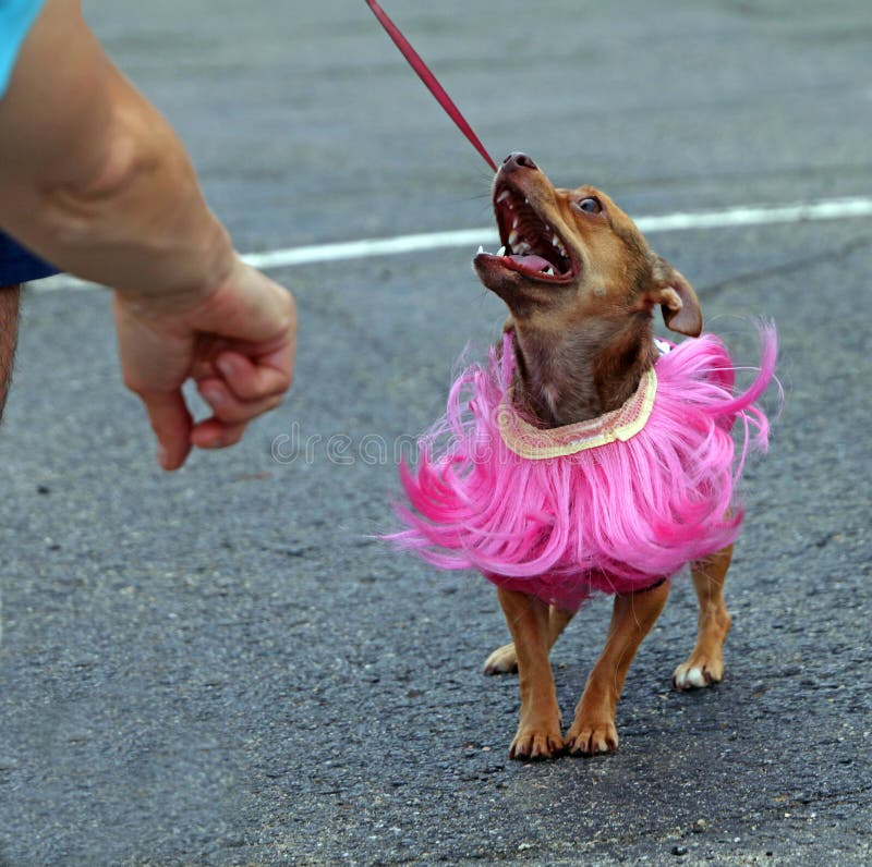 Un cane è vestita a festa per l ' 8 ° Annuale Cane Pawradewhich porta pet adattamento consapevolezza.