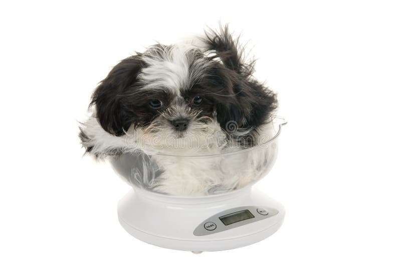 How Much Does Puppy Weigh? stock image. Image of cuddly - 6782089