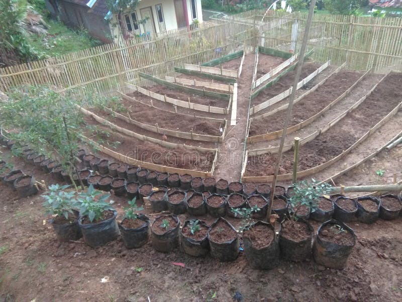 How To Arrange Bamboo for a Vegetable Garden Stock Photo Image of