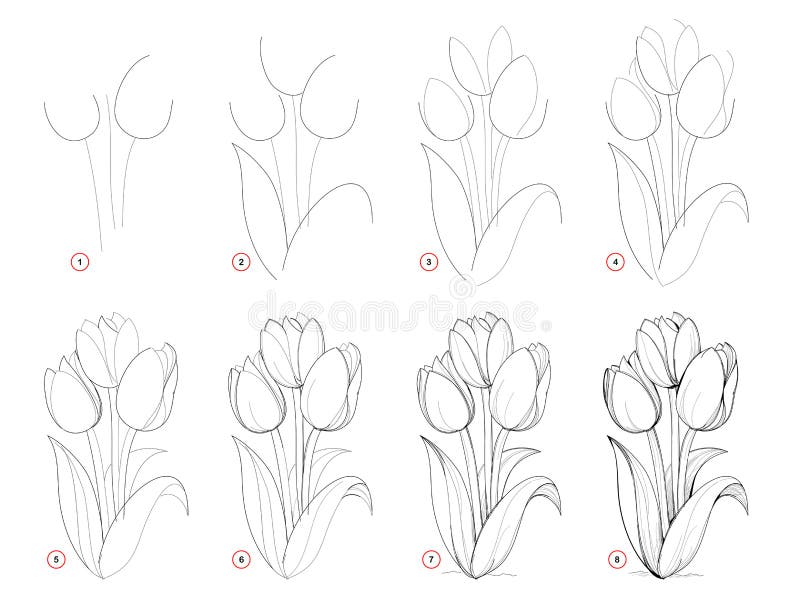 How To Draw Step-wise Beautiful Bouquet of Tulip Flowers. Creation Step ...