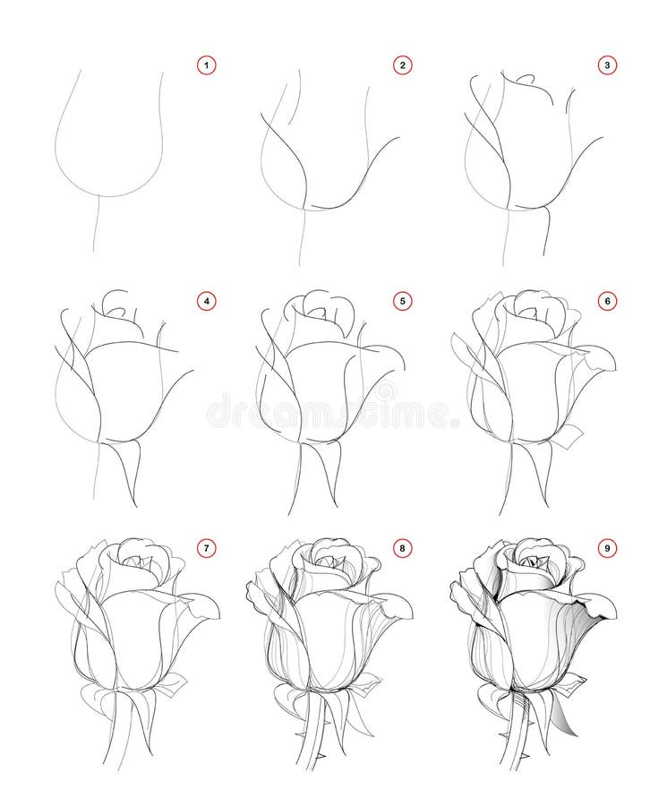 25 Beautiful Flower Drawing Information  Ideas  Brighter Craft  Beautiful  flower drawings Roses drawing Flower drawing