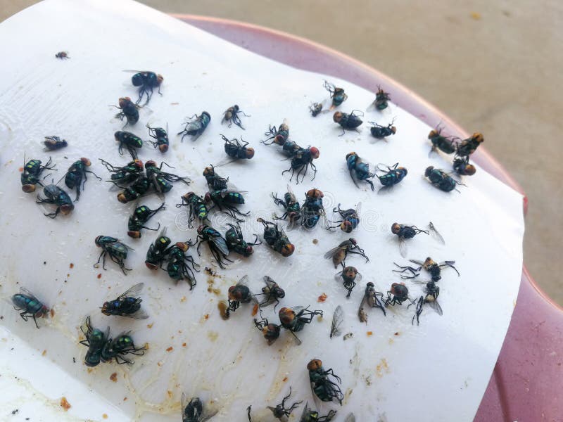 How To Get Rid Of Flies / Many Fly Trapped On White Paper