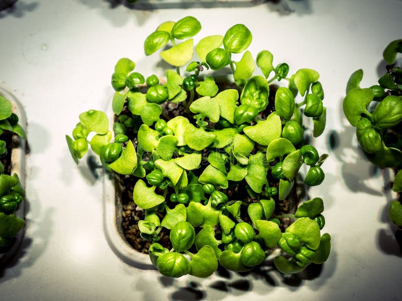 How To Grow Basil Using Hydroponics Topview Stock Photo Image of