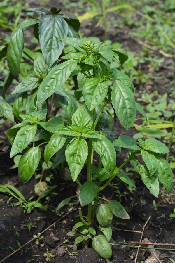 How To Grow Green Basil at Home. Growing Basil Herbs in the Garden Stock Image Image of caring