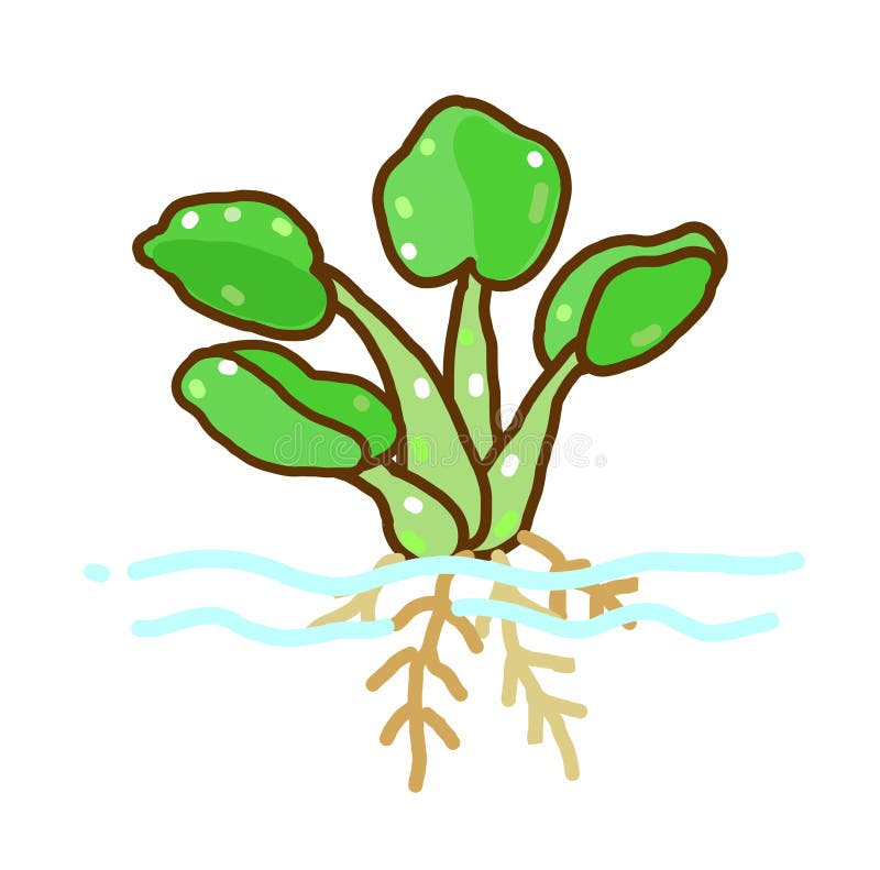 Eichhornia stock illustration. Illustration of gardening - 48747835
