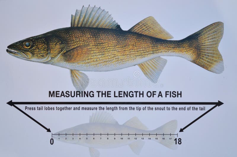 Measure fish bream. Hand holding measurement tool. Inveterate