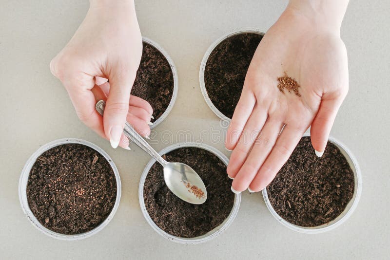 How To Plant Strawberries at Home. Step by Step, Tutorial Stock Photo