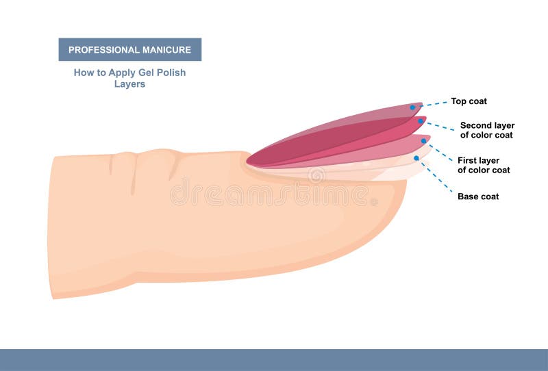 How to Properly Apply Gel Polish. Layers. Professional Manicure Tutorial. Vector