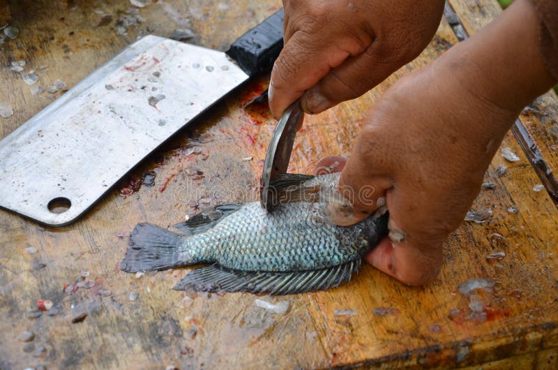 170 How To Catch Fish Stock Photos Free & RoyaltyFree Stock Photos