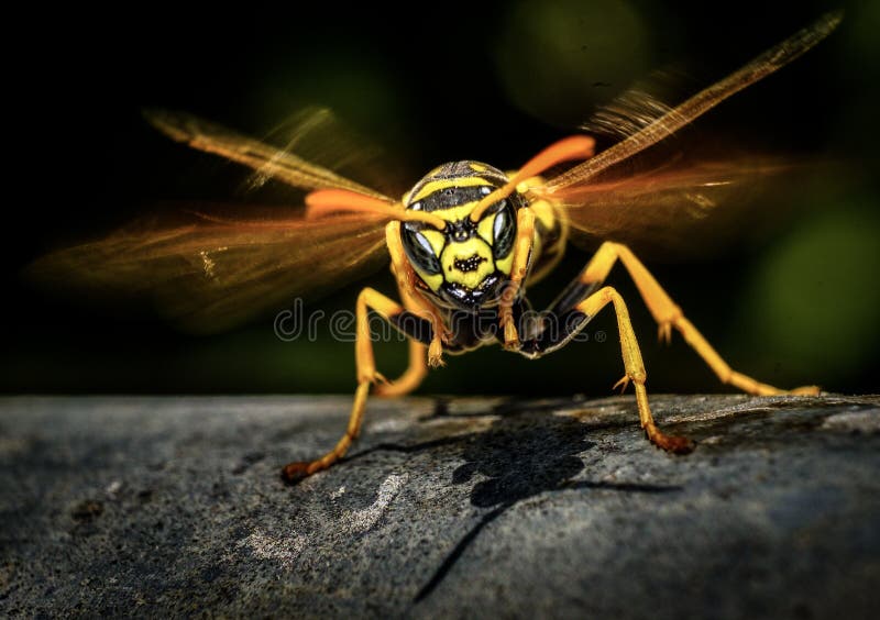 How to spot an angry wasp? royalty free stock image How to spot an angry wasp? royalty free stock image