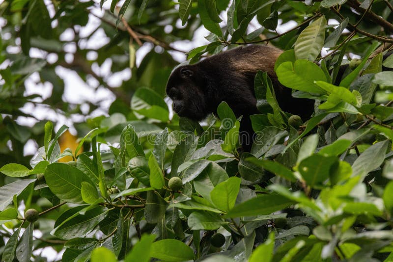 Howler Monkey on a Tree, Eating Fruit and Looking Aside, Quepos, Costa