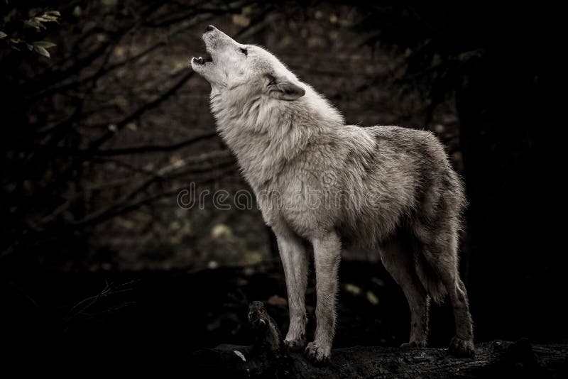 Howling wolf hi-res stock photography and images - Page 3 - Alamy