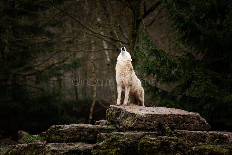 white wolves howling