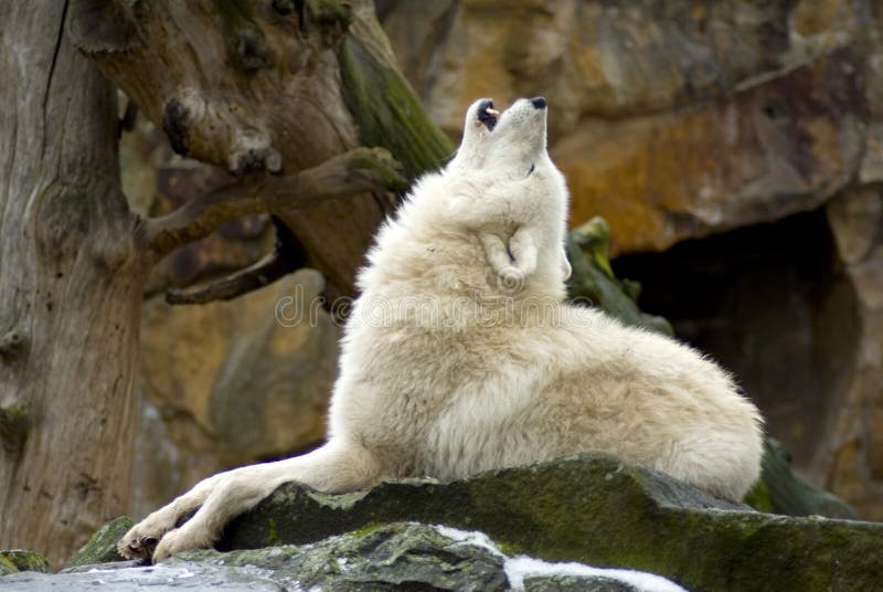 Quejoso Lobo antes cueva.