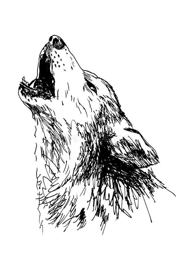 7549 Wolf Howling Drawing Images Stock Photos  Vectors  Shutterstock