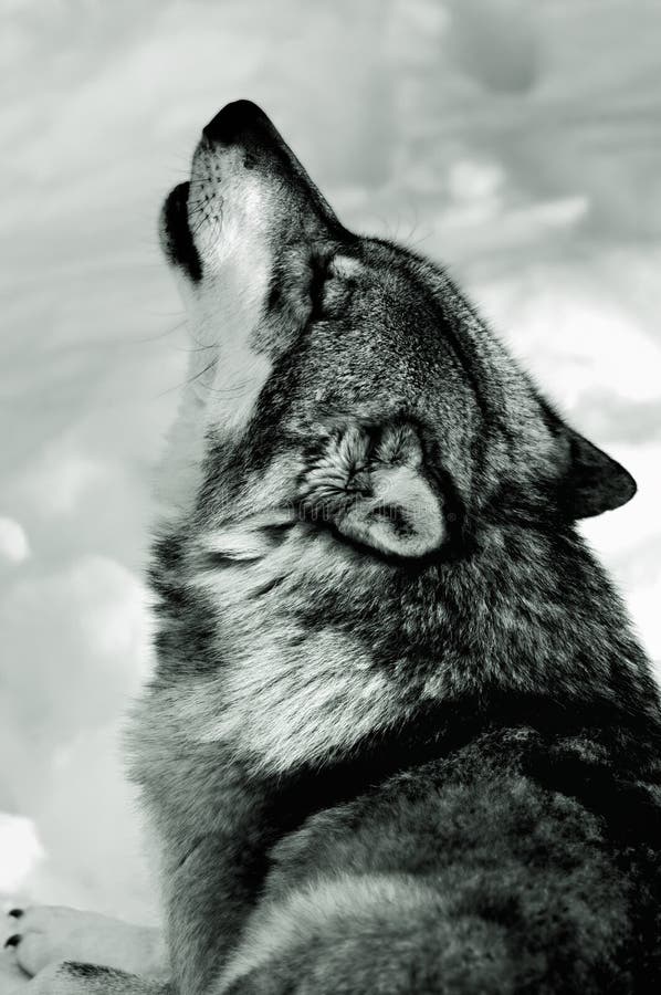 En blanco y negro retrato quejoso gris Lobo en la nieve.
