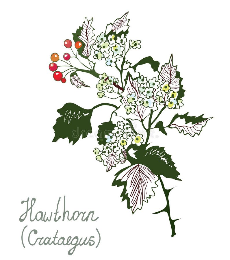 Hawthorn or crataegus botany illustration for herbal medicine.