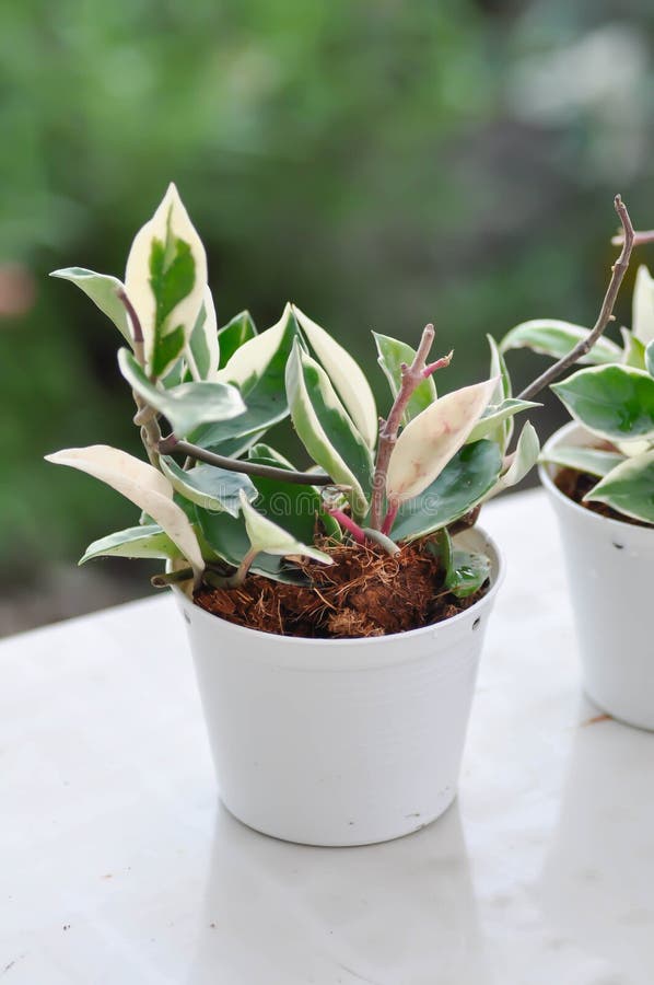 Hoya Carnosa Compacta Hoya Compacta Ou Hoya Tricolor Photo stock